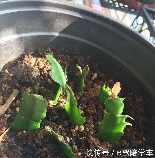 叶片|掐了一个叶片丢盆里，一年长满了花盆，连续七八年都开花！