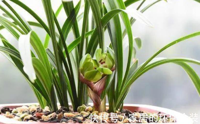 秋天养兰花，两个动作催一催，新芽花芽一起长，清香淡雅