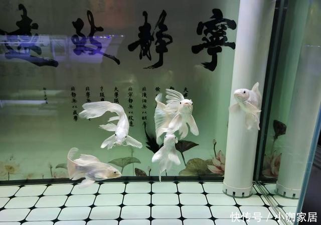 硝化细菌|只要鱼缸水质不好就是异养菌爆发,为什么一喂鱼,立刻水就混了?