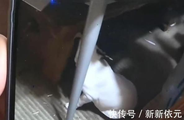 租房|将房屋租给爱狗人士,收房时险些哭出声,房客:维修是房主的事