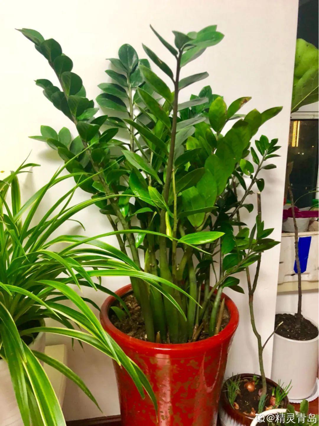 枯萎|9种花是富贵命,必须大盆养,小盆养会憋死