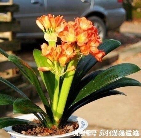 阿斯匹林|天冷了,给君子兰浇上“2种水”,一年能窜“3对叶”,花也开得多