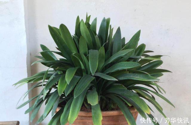 王大爷园|王大爷园土养几十盆君子兰,一周一次“黑水”,叶子油亮年年开花