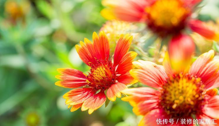 要养|这6种喜阳的花,可以说是给点阳光就灿烂系列,一定要养两盆哦
