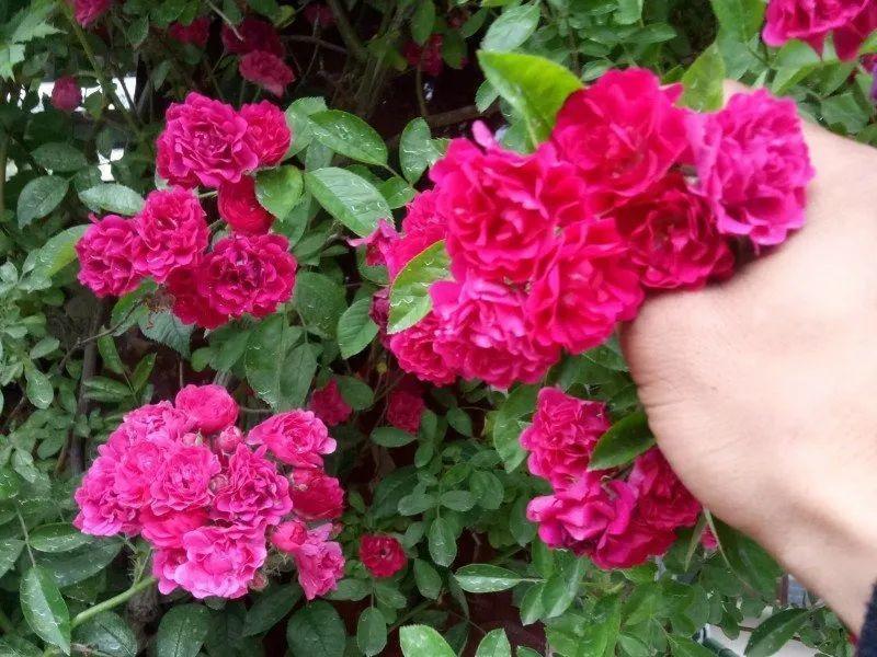 7种花要慎养,房前屋后都爬满,邻居有意见!