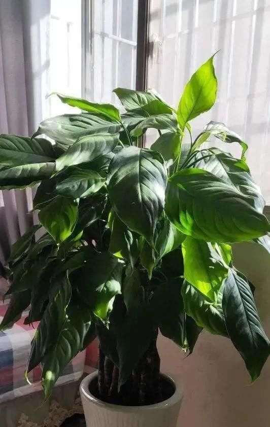 香味|卧室不能养的花,对身体有大危害,一盆也不行