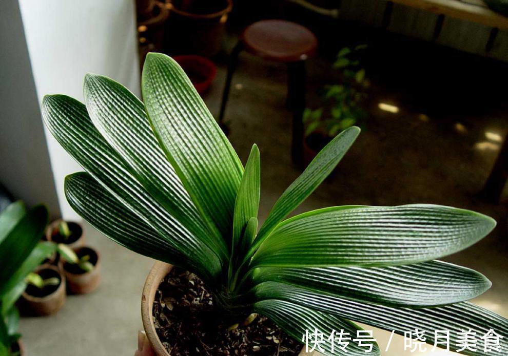 龟背竹|5种“大盆花”适合养客厅,旺家有格调,吉祥好养,易成“老桩”