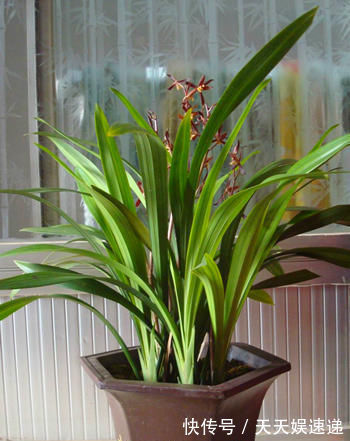 兰花们|秋养兰花相对简单,避开几个雷区,不烂根还会抽新枝