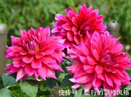 家养|从9月8日开始，家养此款花卉，花开大又艳，花朵迷人