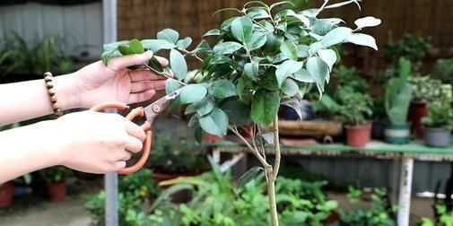  剪枝|这五种花在春天剪枝，剪错了一年不开花，生长也受影响