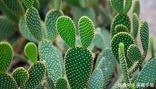 四种耐干旱的植物，懒人也能养好，赶紧看看吧