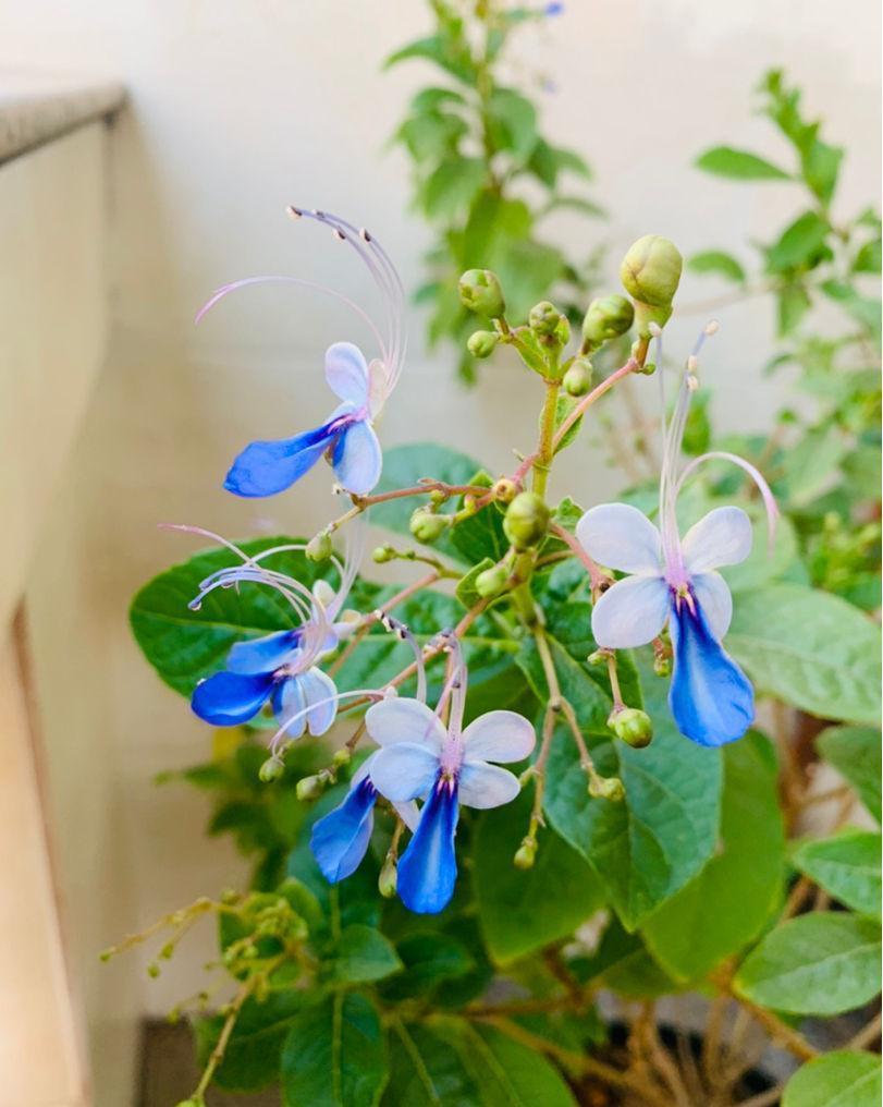 7种“娇气花”,10度还不拿屋里去,几天就冻死,只剩空花盆