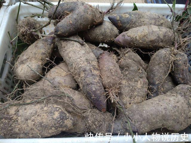 南方特有的山药脚板薯，酷似人脚板，曾是救命粮，如今山村才有