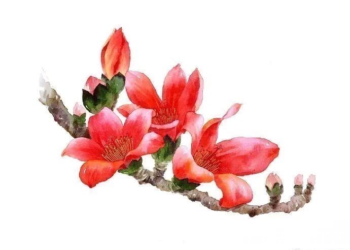 花瓣@水彩这样画,也太美了吧!居然把花瓣画出透明的感觉,看完忍不住保存!