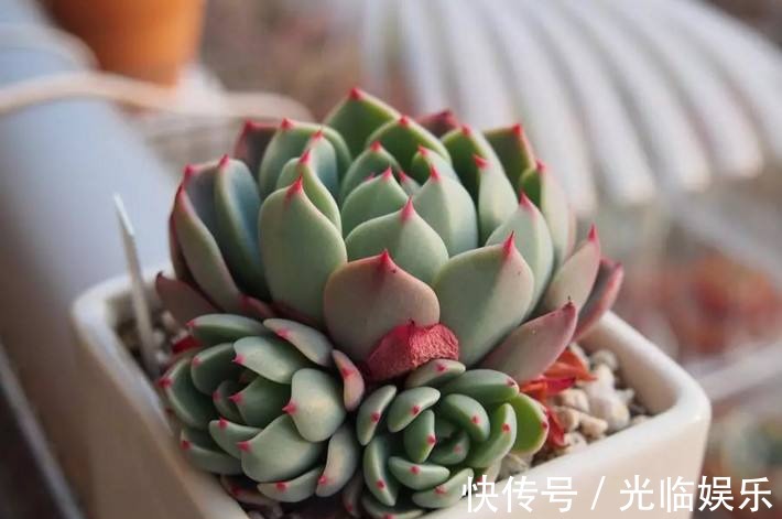 购物箱|养肉朋友别烦恼,妙招帮你省心事,多肉世界多的是你不知道的事!