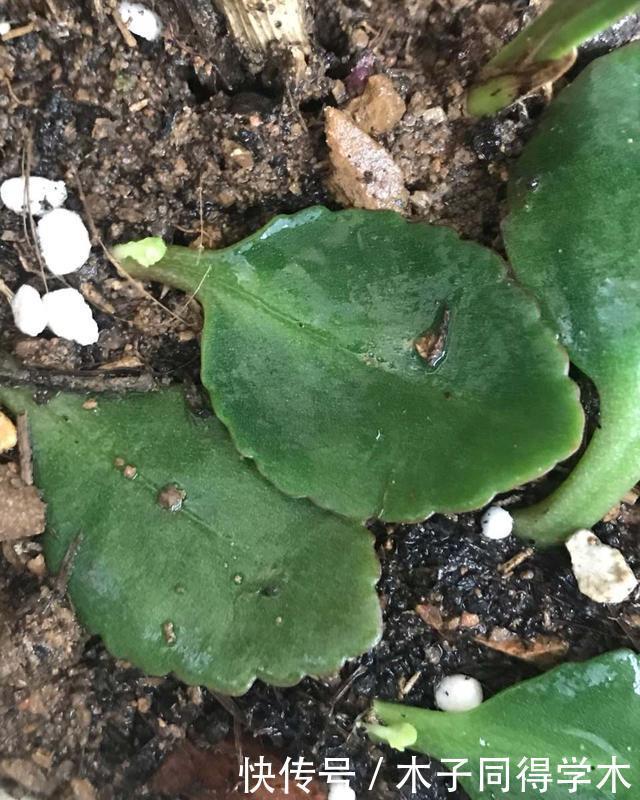 叶子|最好繁殖的三种花,掰一把叶子撒土里,疯狂长根爆芽