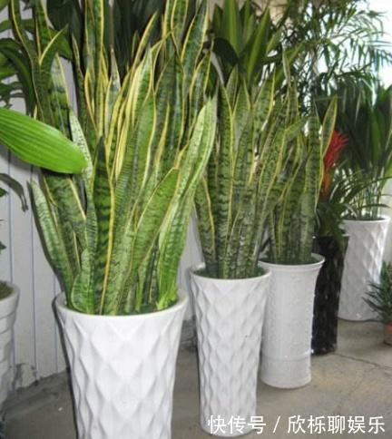 花农的张姨说,此”花“比绿萝、吊兰好看又好养,净化空气没得说