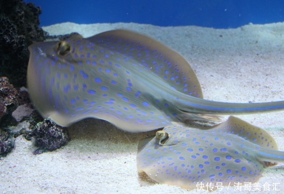 冰岛|最难以下咽的4大食物,本地人视为美味,外地人闻其味就避而远之