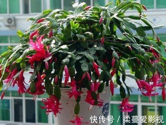 冬季来临，花市热销的6种冬季开花植物，此些你都养了吗