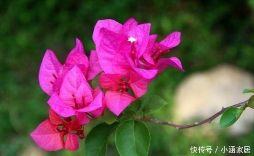 花卉|学会这5招,三角梅变老桩不再是问题!