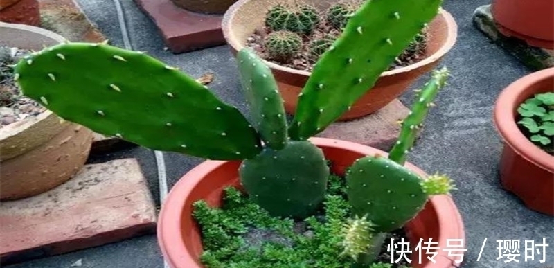 橘子皮养花妙招分享,除了这3种用法外,你还晓得哪些?