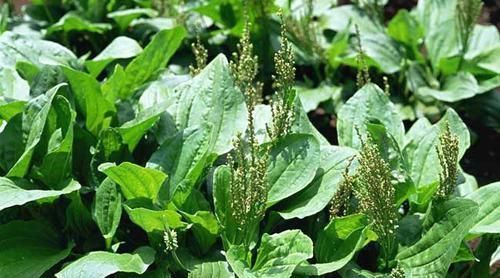 养护|男人要养护前列腺，5种食物要多吃，保护“前列腺”炎症不来扰