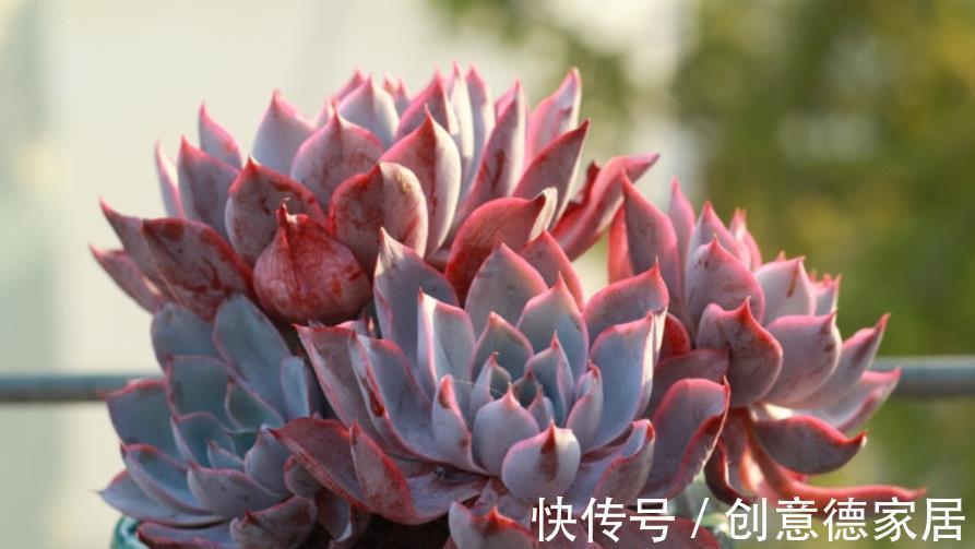 肉墩|秋天养盆多肉赫拉,出状态美极了,养成群生肉墩子,适合新手