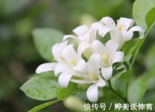 夜来香|临近夏天蚊虫变多了,这3种花香蚊虫最怕,一家老小都能安心度夏