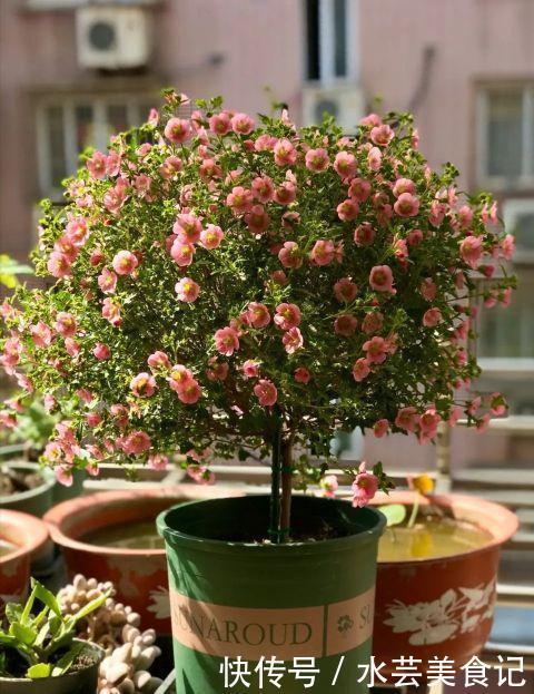 盛宴|家里放这8种花,简直是视觉的盛宴,带给你的感受也是不一般