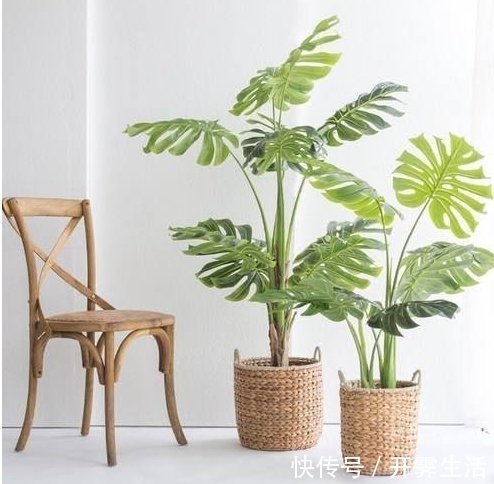 卧室放什么植物好？这5种植物适合养在卧室