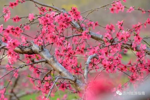 中年|桃花正当时，带着你的“李焕英”来连州赏花吧！