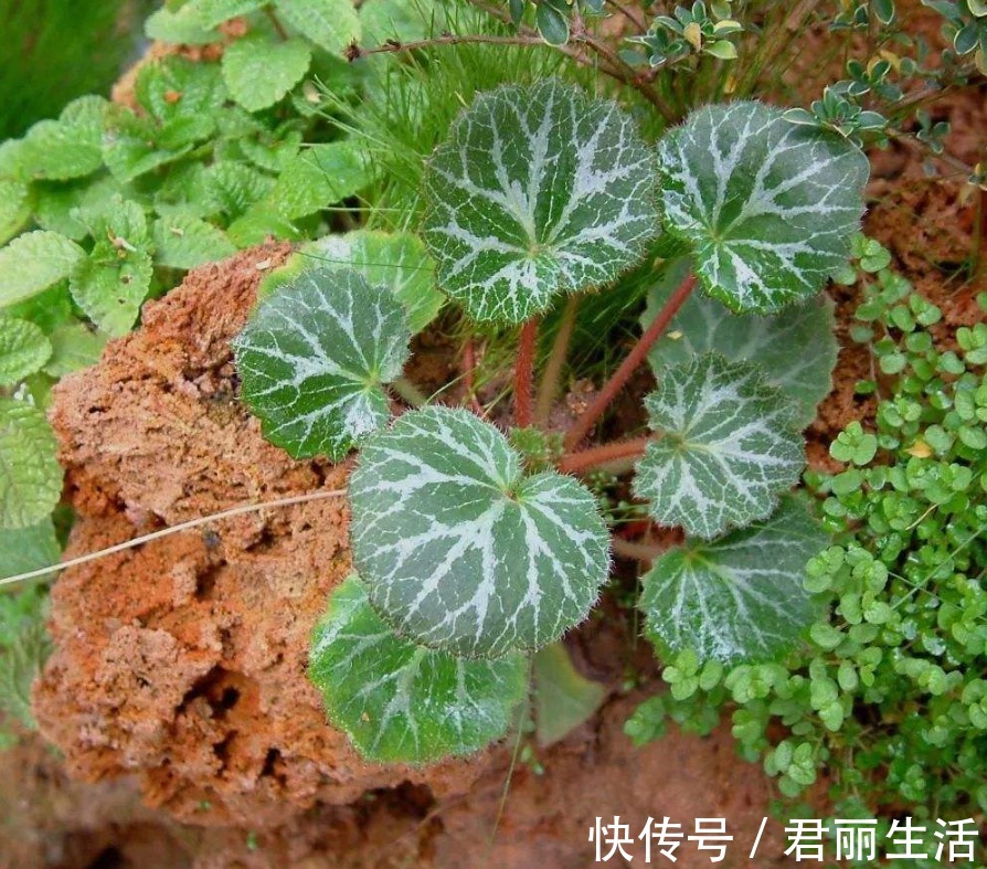 治疗|乡村一种治疗耳朵的野草,曾不被人们重视,现在价格昂贵