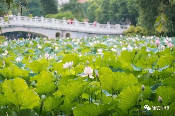 真好看！华师最美校花由你来选