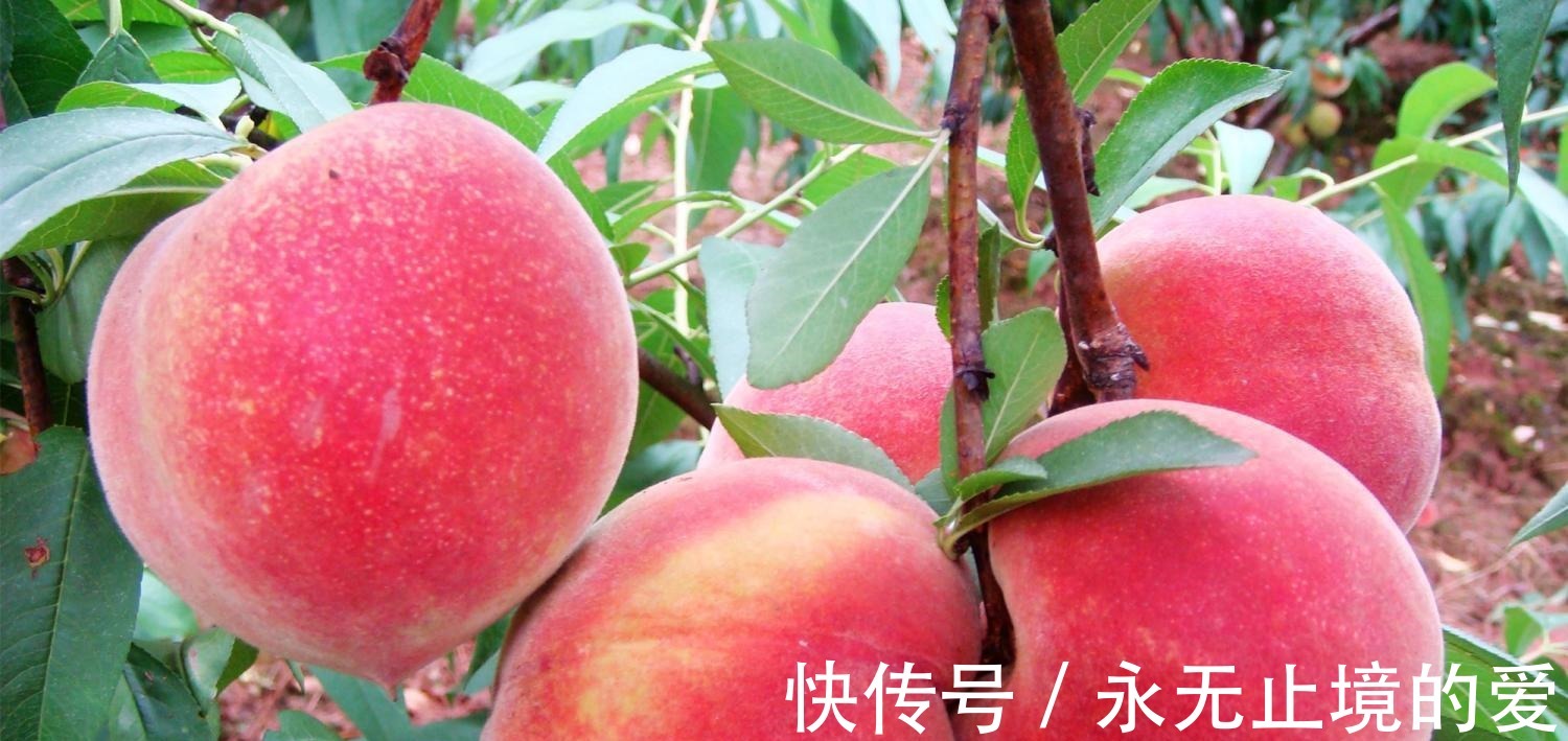 缺铁性贫血|孕期补铁很重要, 多吃这四种水果, 预防准妈妈和胎儿贫血问题!