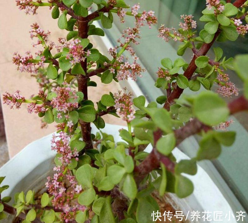 6种多肉看到它们开花，别着急剪掉，因为太难得，很少有人能见到