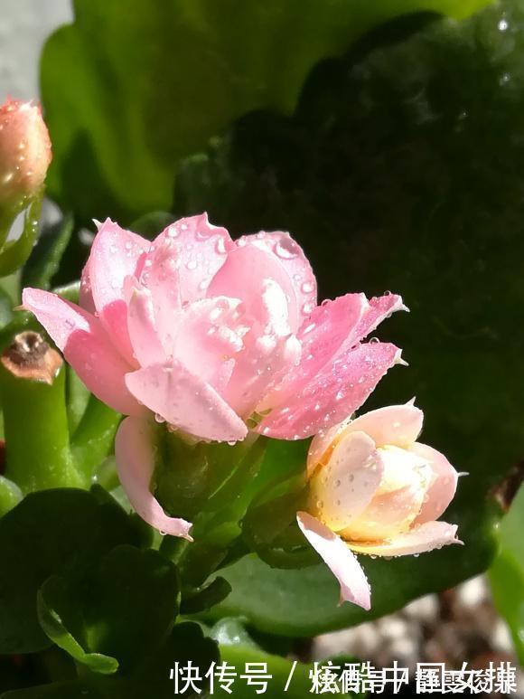 花瓣|长寿花里的“5个经典品种”,各有各的美,看完都想养一盆