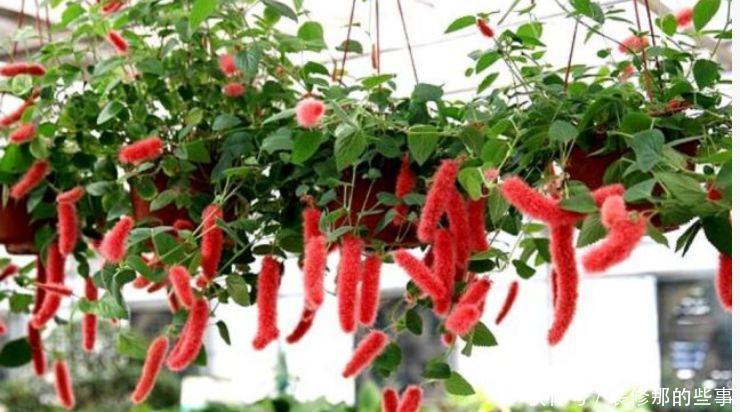 家养几款花卉，不易生病好养护，花大色艳胜玫瑰，开花就爆盆