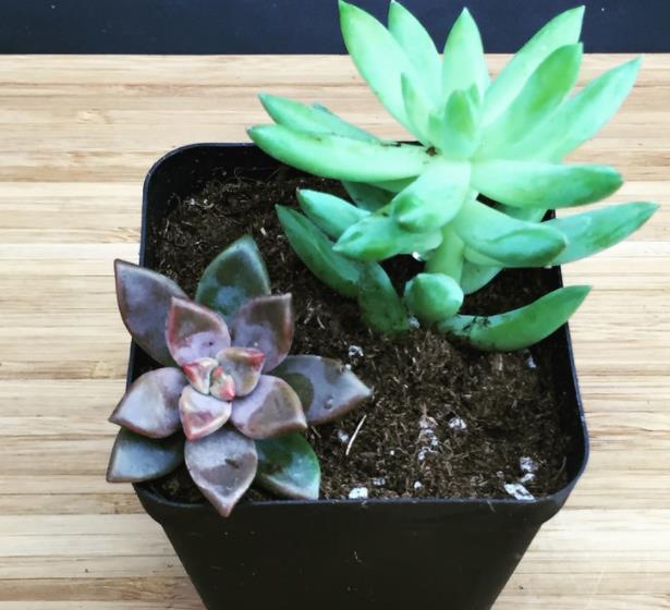 3种养多肉的小物品,老手都淘汰了,新手还争着买,都是智商税