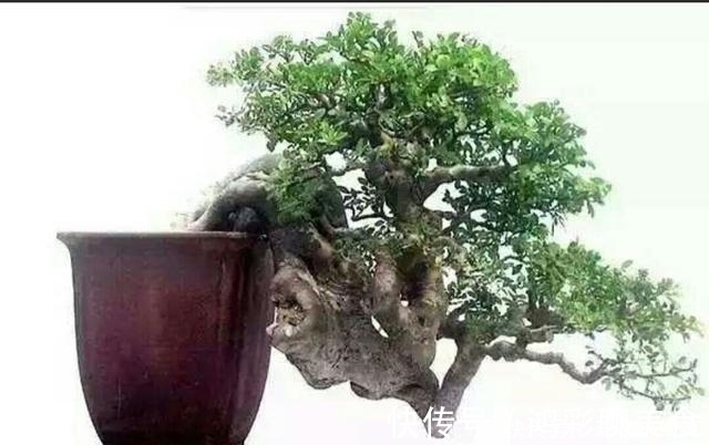 怎样才能制作出漂亮的露根盆景呢 试试这几个盆景露根方法吧