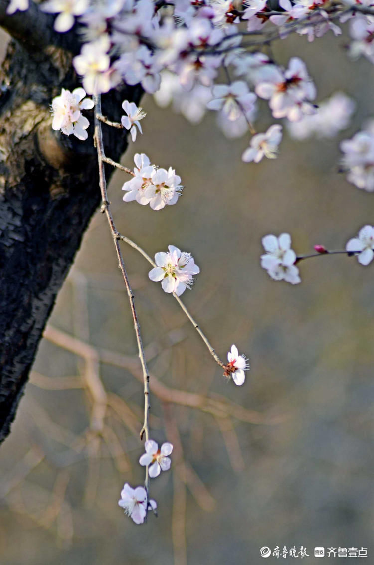 花开正好！千佛山上春风徐来，百花盛开|情报站| 寻访