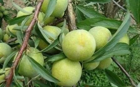 西梅|夏天孩子饮食养生正当时，4种食物多多吃，补充营养，有益健康