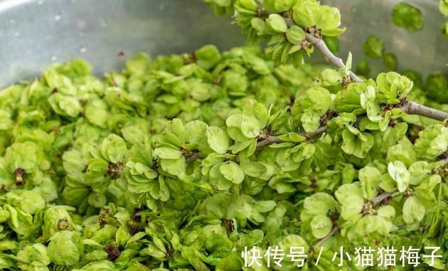 益母草|66种野菜大图片，带你见识不同的野菜和吃法，你想要的野菜这里有