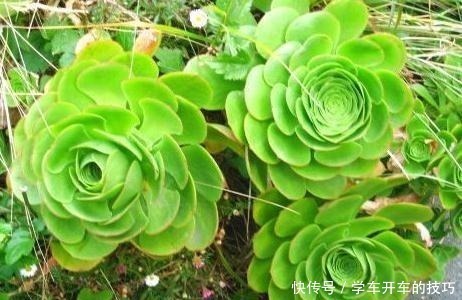 种花|家里“3种花”，一点光就能活，阳台养一盆，满园春色“挡不住”！