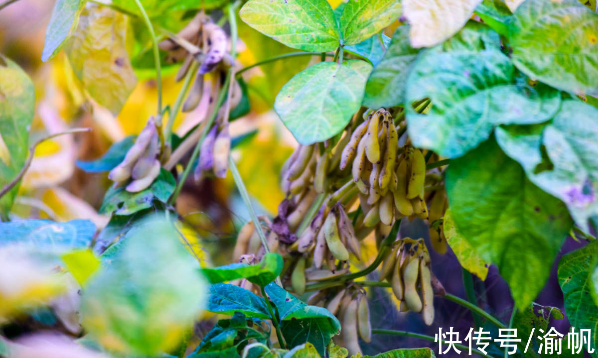 土壤|重庆江津：中国长寿之乡，富硒名城，适合养老与旅行的硒望之城