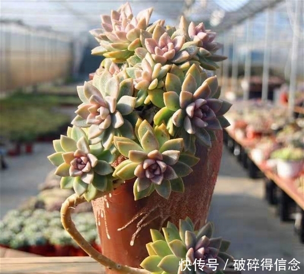 最容易长老桩的八种多肉,悬崖瀑布桩快速养出来
