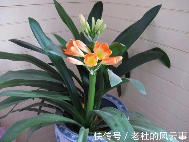 君子兰还不开花现在“虐一虐”,春节“乖乖”开花,吉祥又喜庆