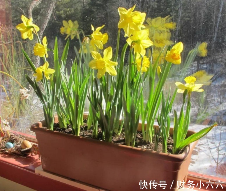 花叶|养花,戒掉这些坏习惯,养啥花都简单,爆盆不成问题