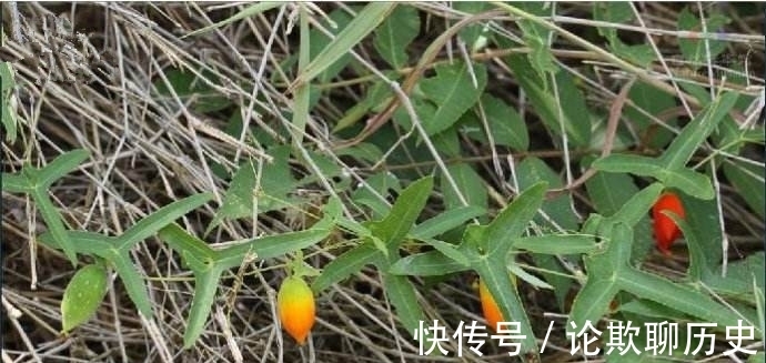 野果|农村有一野瓜，果实烂一地无人问津，其实它的根部才是“宝”