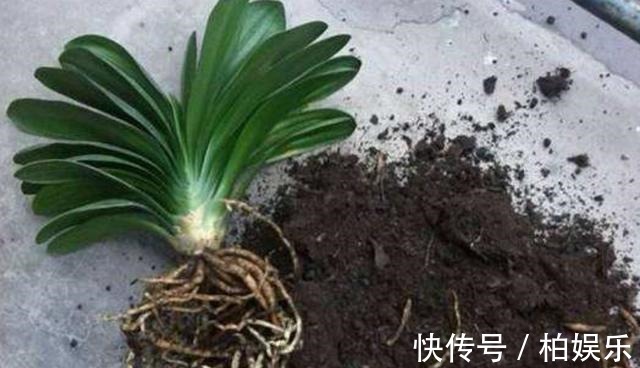 君子兰|君子兰换盆换土的几个要诀,服盆快,长势好,不烂根
