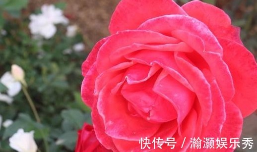 对于“药罐子”月季花家中一定要常备几种药!